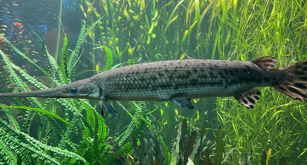 Wielka ryba z epoki dinozaurów wraca na Kubę