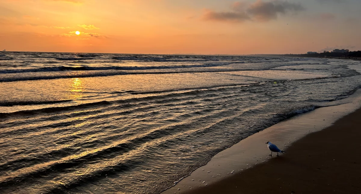 Ptasia grypa w Sopocie. Martwe ptaki na plaży