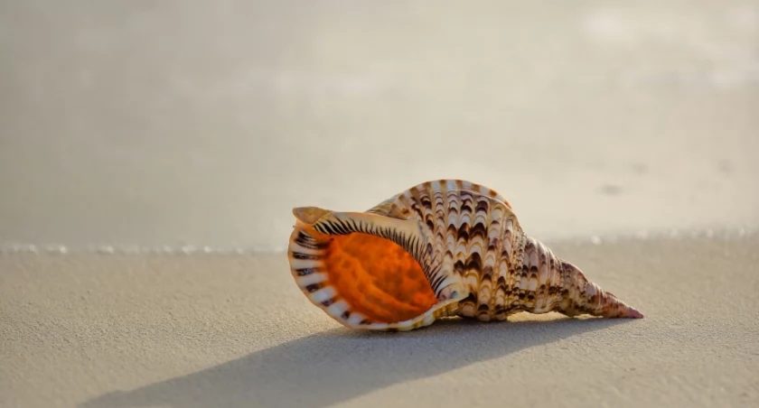 Javardh on Unsplash