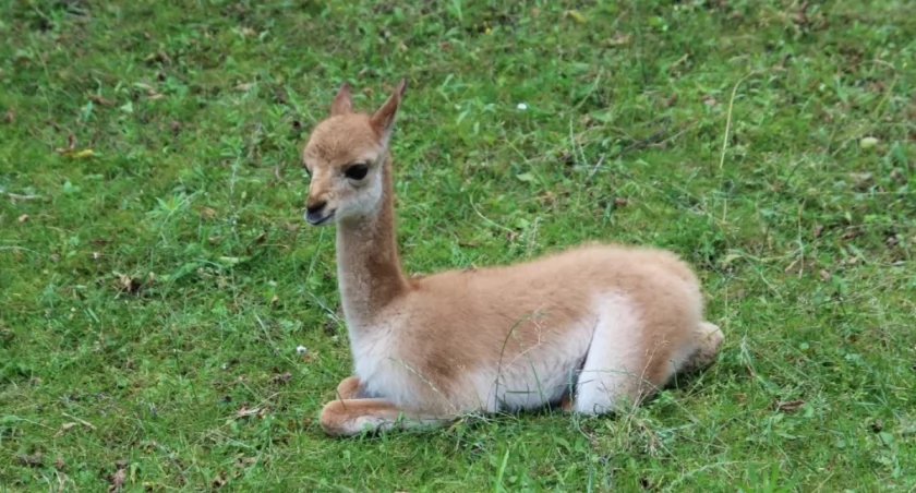 facebook.com/Warszawskie ZOO 