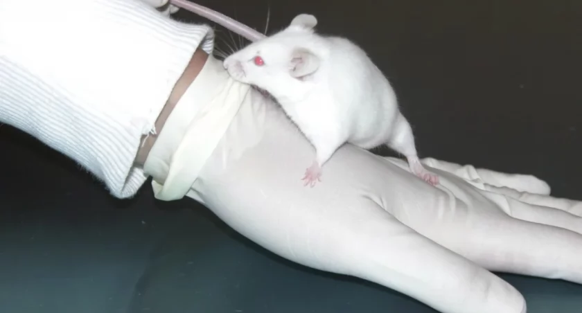 PAP