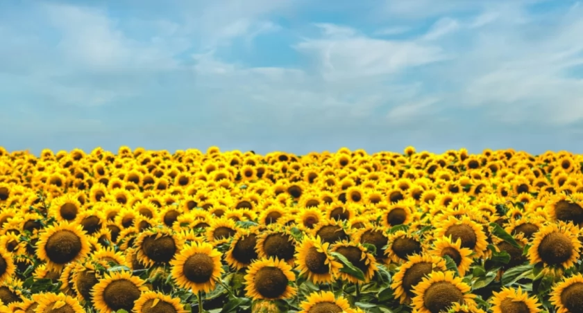  Todd Trapani on Unsplash