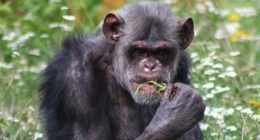 Warszawskie ZOO
