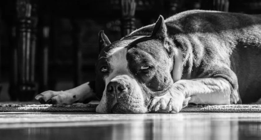 David Taffet on Unsplash     pies rasy amstaff - zdj. ilustracyjne