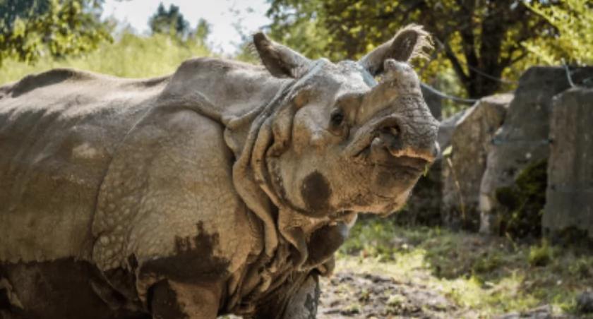  Samica nosorożca Shikari z Warszawskiego ZOO | Autor: Julia Kardasz, Warszawskie ZOO 