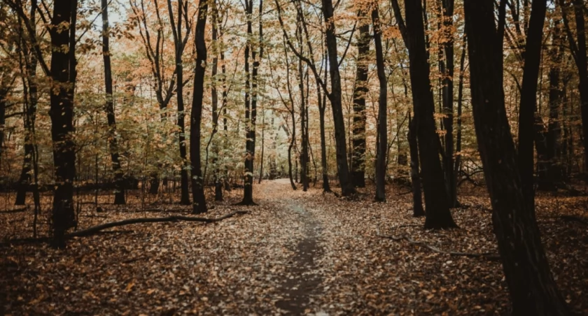 Emilia Niedźwiedzka on Unsplash