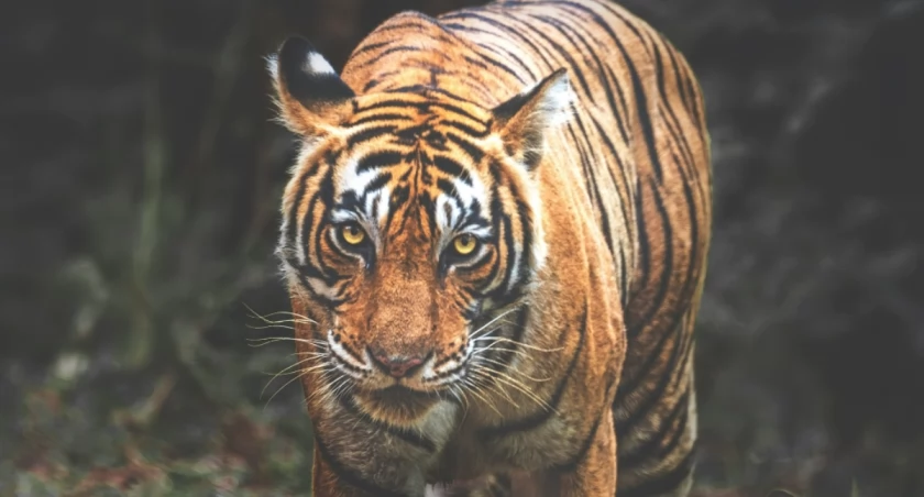 Keyur Nandaniya on Unsplash