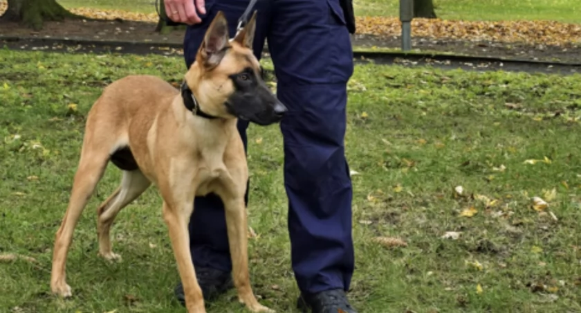 policja
