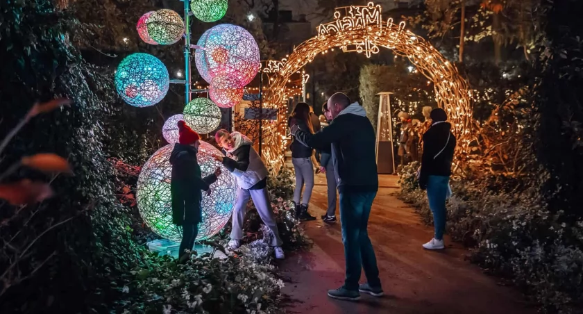 fot. Magiczny Botaniczny/ https://lumagica.pl