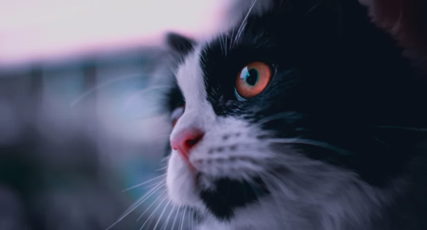 Hikarinoshita Hikari on Unsplash