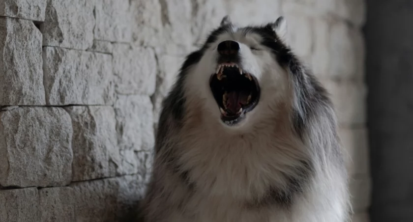 Rodrigo Rodrigues | WOLF Λ R T on Unsplash 