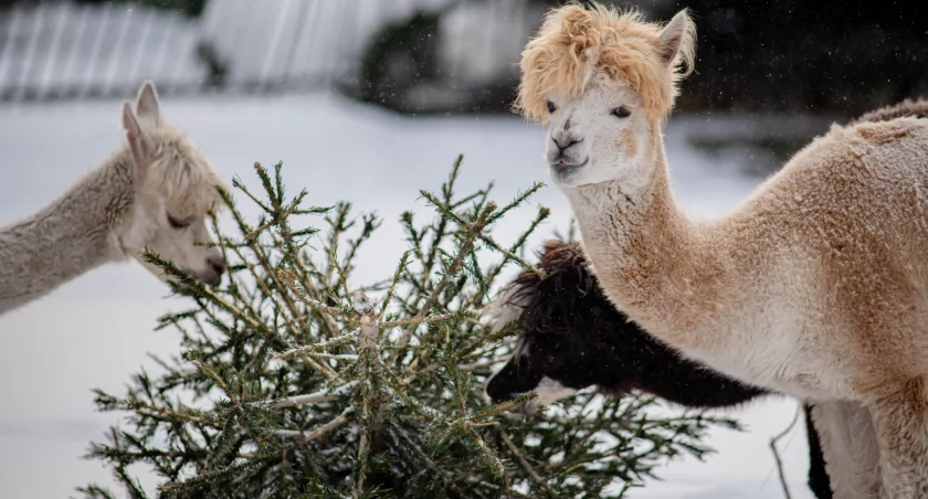 Ilona Stepajtis, Warszawskie ZOO