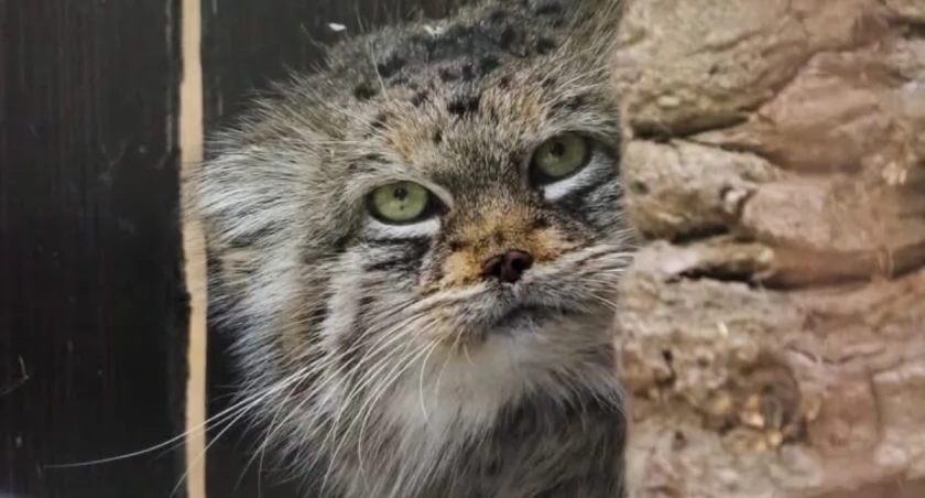 Fot. Warszawskie ZOO/Paulina Chmielnicka-Tkaczyk