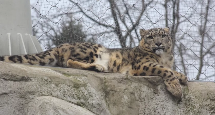 Warszawskie ZOO