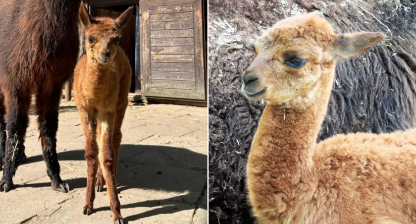 fot. ZOO Warszawa/Dawid Wdowiński, Anna Węgrzynowicz