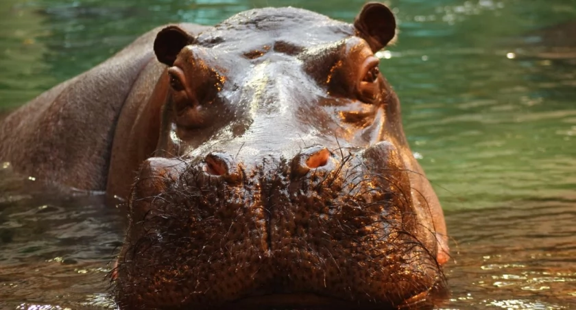 Warszawskie ZOO
