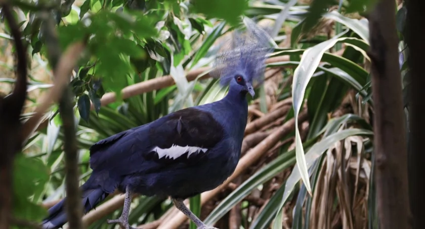 Ptaszarnia Warszawskiego ZOO
