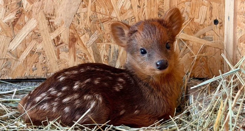 Warszawskie Zoo/Facebook