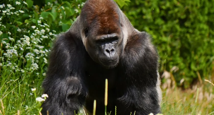 Warszawskie ZOO/facebook