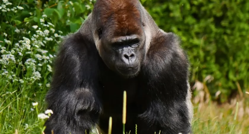 Warszawskie ZOO