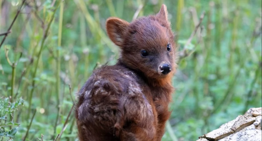 Warszawskie Zoo/Facebook