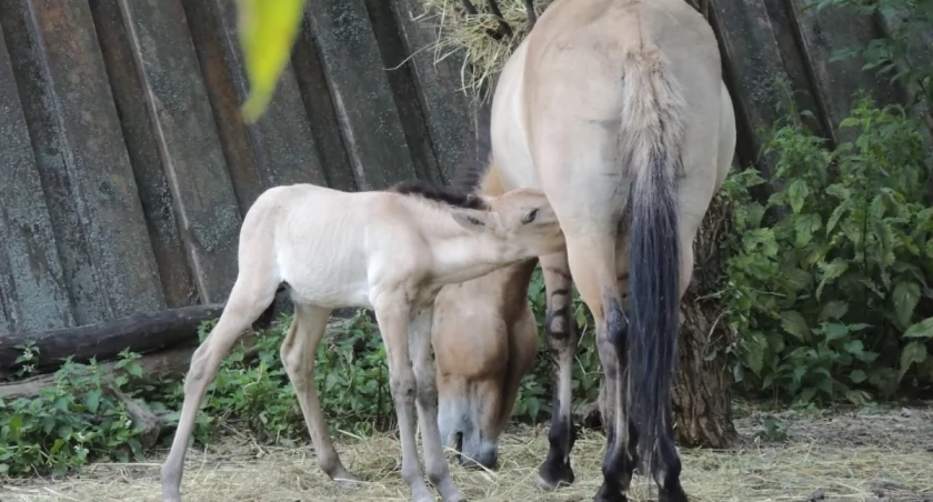 Warszawskie Zoo/Facebook