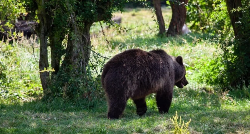Niecodzienny gość w powiecie tarnowskim. Niedźwiedź widziany przy zabudowaniach