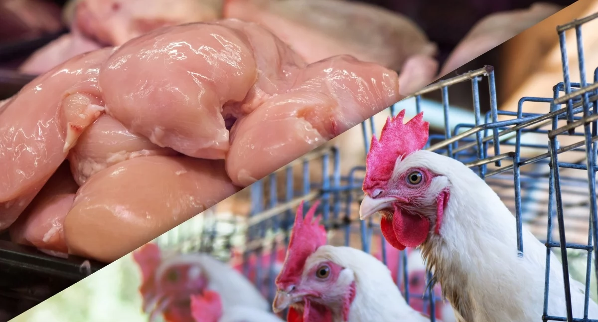 Tanie chińskie mięso podbije Europę? Polscy producenci ostrzegają