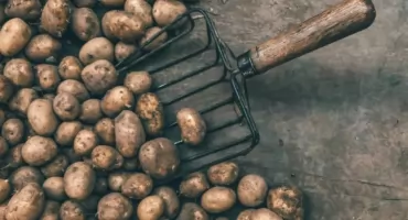 Ziemniaczana katastrofa! Toniemy w kartoflach, ceny lecą w dół