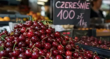 Polacy czekają na tanie czereśnie. Sadownicy mają fatalne wieści