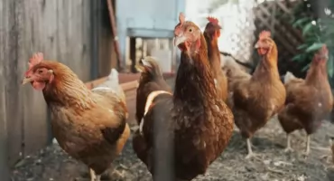 W powiecie płockim zlikwidowano dwa ogniska ptasiej grypy