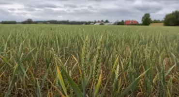 Rolnicy załamani. Pogoda właśnie zadała kolejny cios uprawom