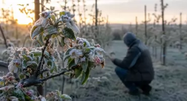 Katastrofa w polskich sadach. „Połowy zbiorów już nie będzie”