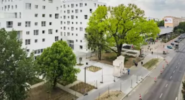 To nie jest zwykłe drzewo. Warszawska topola walczy o wielki tytuł