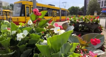 Beton zniknął pod morzem kwiatów. Stolica zachwyca nową odsłoną