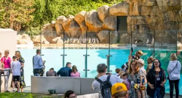 Warszawskie ZOO zaczyna nową erę. Wszystko przez te pingwiny