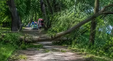 Warszawa: potężne drzewo runęło na człowieka. Tragiczny finał