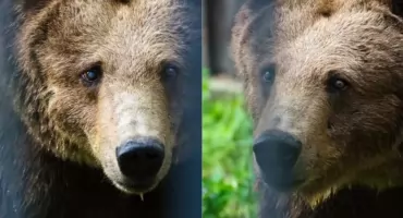 Warszawskie ZOO w żałobie. Odeszła Sabina, ukochana niedźwiedzica odwiedzających