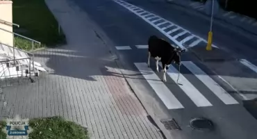 Krowa na ulicach Żuromina
