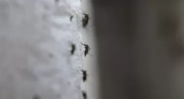 To nie komary są największym zagrożeniem. Ten mały owad potrafi zabić krowę