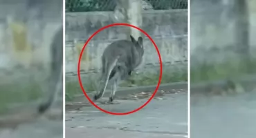 Zaskakujący gość na ulicach stolicy. Świadkowie ruszyli do akcji