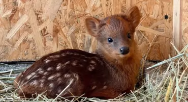 Maleństwo z warszawskiego zoo podbija internet. Imię wybiorą internauci