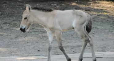 Mały cud w warszawskim zoo. Ten gatunek był o krok od wyginięcia