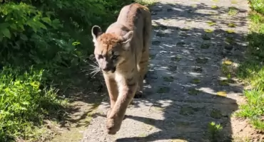Puma grasuje w polskich lasach. Mieszkańcy dostali pilny apel