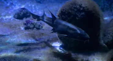 Rekiny skrywają więcej tajemnic, niż myślisz. Warszawskie ZOO pokaże je z bliska