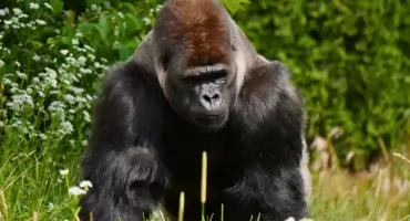 Chwila nieuwagi mogła wiele kosztować. Warszawskie zoo reaguje po incydencie z gorylem Azizim