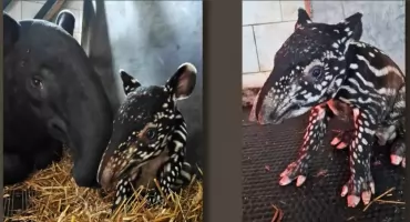 Pierwszy taki maluch w Polsce. W płockim zoo urodził się tapir malajski!