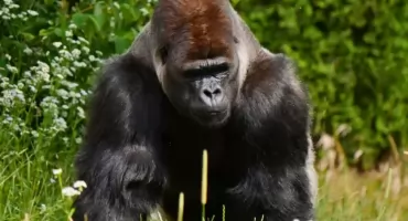 Skandal na wybiegu goryla!