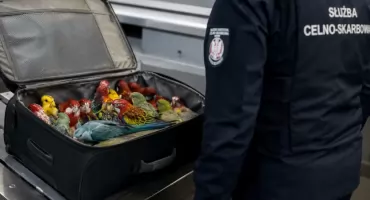 20 papug upchniętych w walizce. Jednego ptaka nie udało się uratować