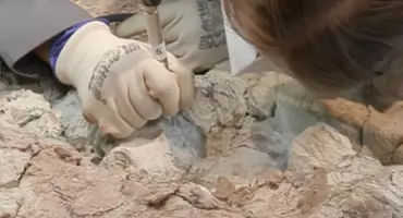 Dotykają świata sprzed 240 milionów lat. Niezwykła akcja w Warszawie [WIDEO]